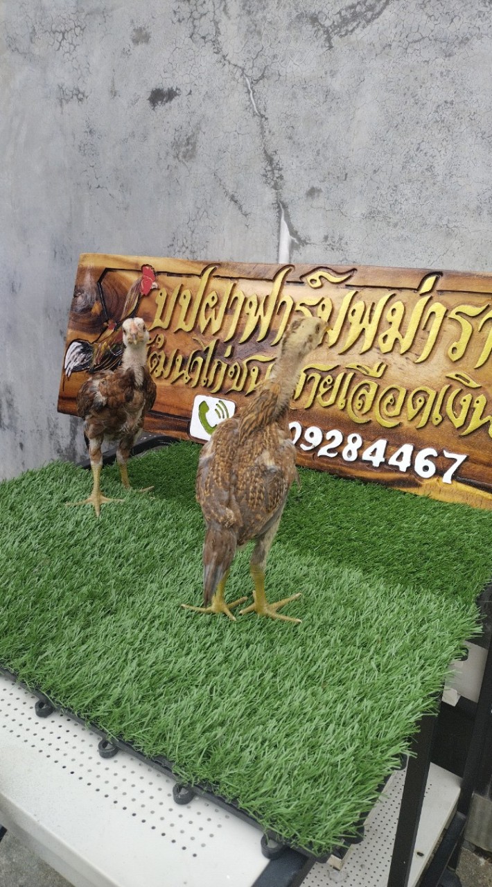 บุปผาฟาร์ม พม่าราตรี🐓🌙🌜🌛✨