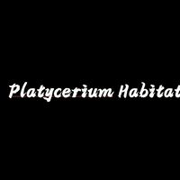 【鹿角蕨棲息地】Platycerium Habitat