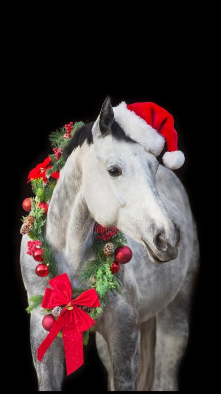 Xクリスマスホースショー🎄