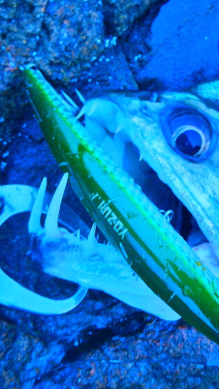 怪魚釣りオープンチャット