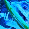 怪魚釣りオープンチャット
