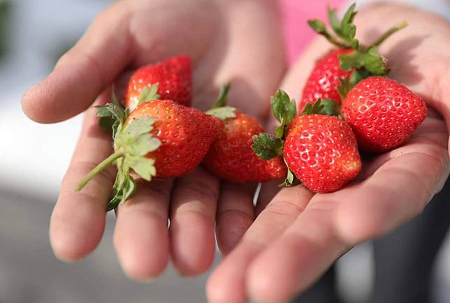 ▲香水草莓好種很多～（圖／奧丁丁市集)