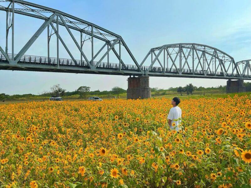 全台向日葵懶人包｜下淡水溪鐵橋