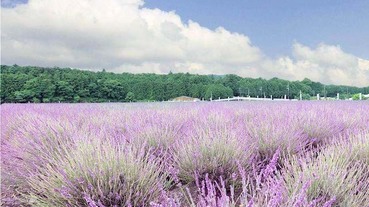 【埼玉自由行推薦】免去北海道～千年之苑薰衣草園！2019年嵐山薰衣草祭即將登場