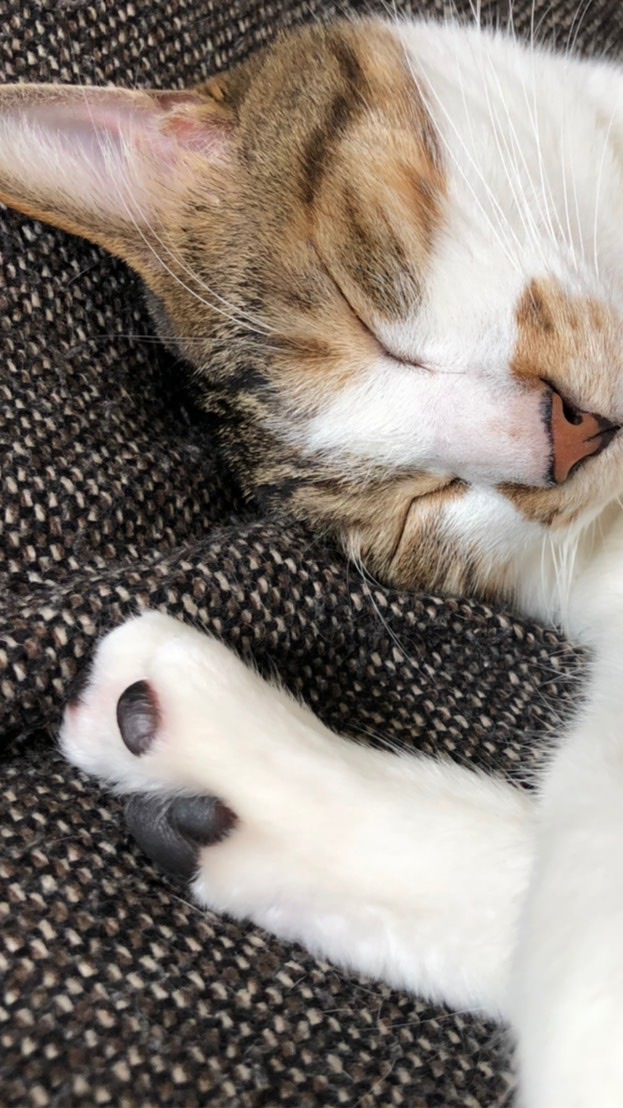 猫の輸血が必要なんです