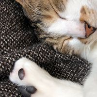 猫の輸血が必要なんです