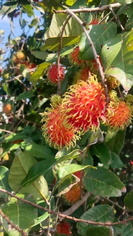 家鄉水果紅毛丹