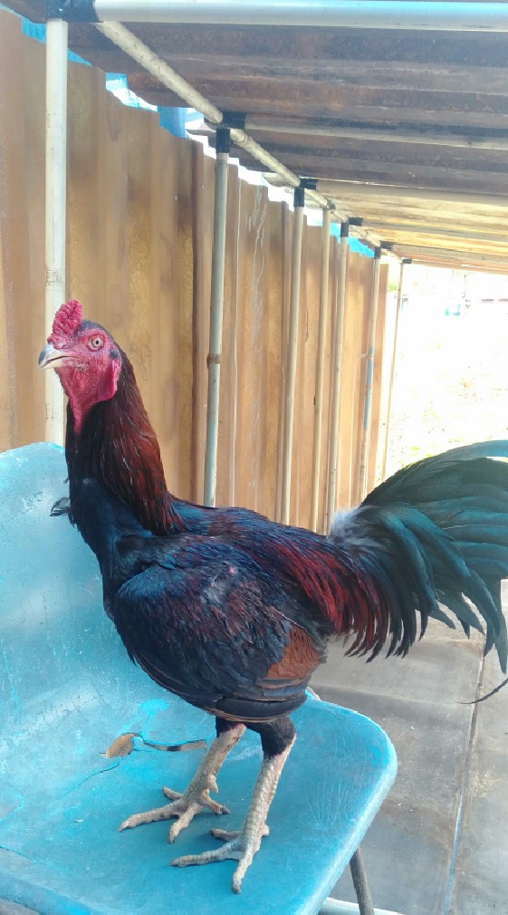 ไก่ชนสายเลือดเงินล้านพ่อพันธุ์หลานดาวตอแดง+แม่ไก่เยียแยงซีมูดำ