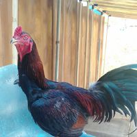 ไก่ชนสายเลือดเงินล้านพ่อพันธุ์หลานดาวตอแดง+แม่ไก่เยียแยงซีมูดำ