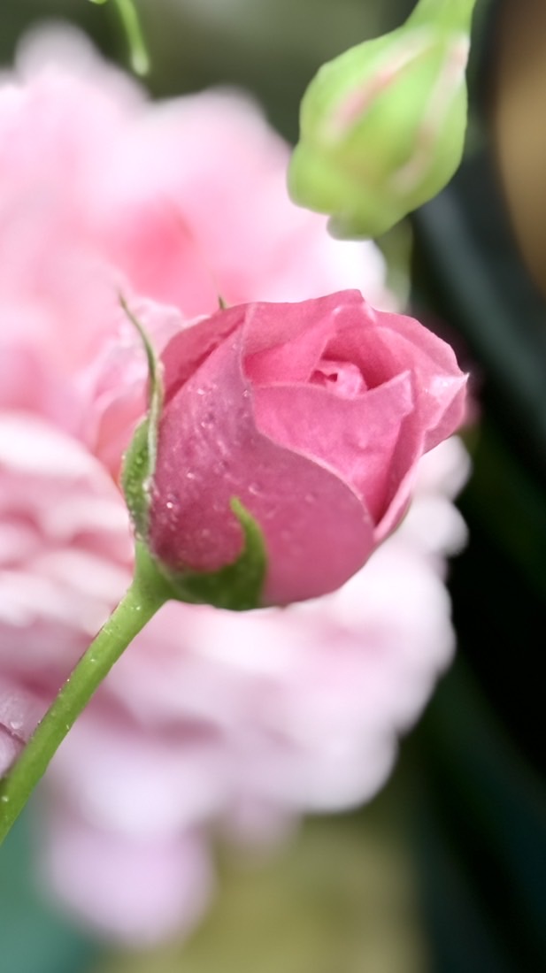 平安就是福💕💕開心幸福一族