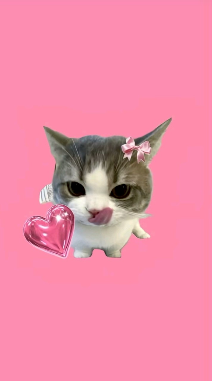 貓市社會㍿🐱💭