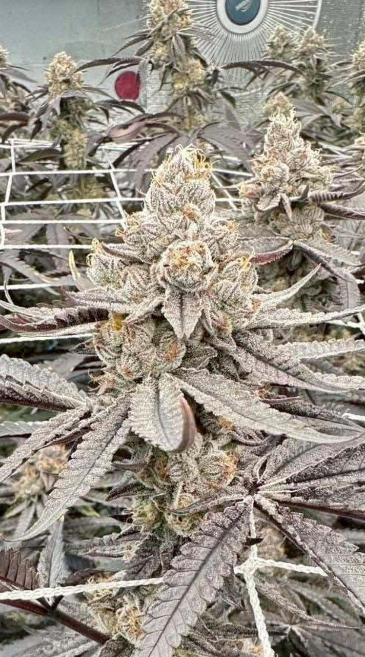 กัญชา ราคาาหน้าฟามร์ V.2✅