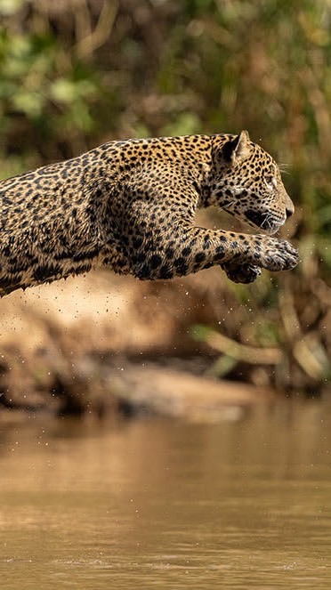 Jaguar Trader#ห้องซิกห้ามพิมพ์