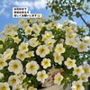 ガーデニング　♡お花仲間♡