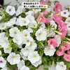 ガーデニング　♡お花仲間♡