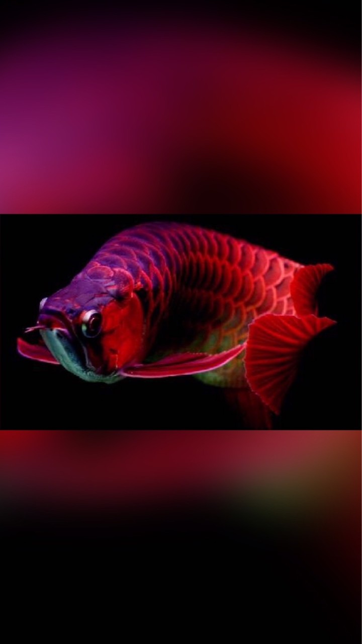 🐟水族用品交流買賣🐟(新北市)