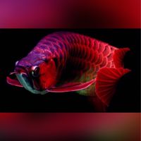 🐟水族用品交流買賣🐟(新北市)