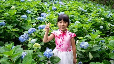 2019台中新社景點【沐心泉休閒農場】金針花.繡球花.怎麼去