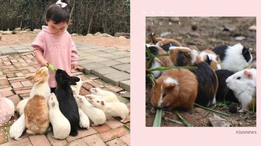 《天竺鼠車車》霸權來到！想看天竺鼠本鼠PUI PUI叫？這9個動物園和農場必去