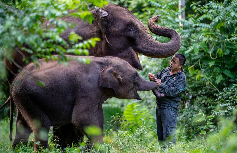 Group-living mammals generally live longer than solitary ones | XINHUA