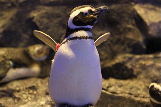 墨田水族館企鵝關係圖