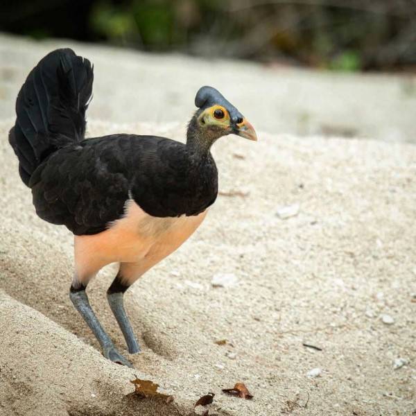 620 Koleksi Gambar Burung Maleo Terbaru