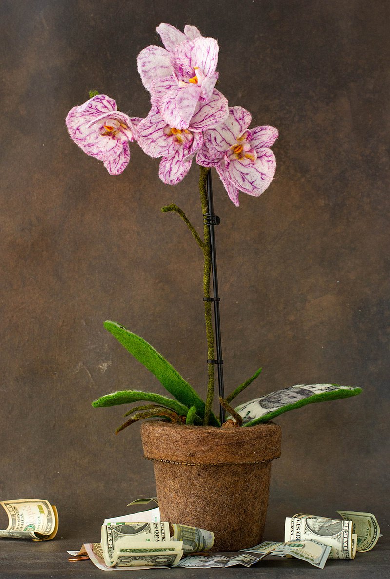 羊毛蘭花 羊毛植物 金錢樹 真人大小的花 家居裝飾 室內