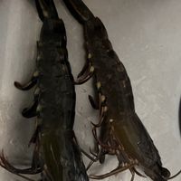 宜蘭黑白賣蝦