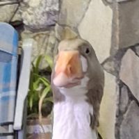 仁和國小四年二班八卦群