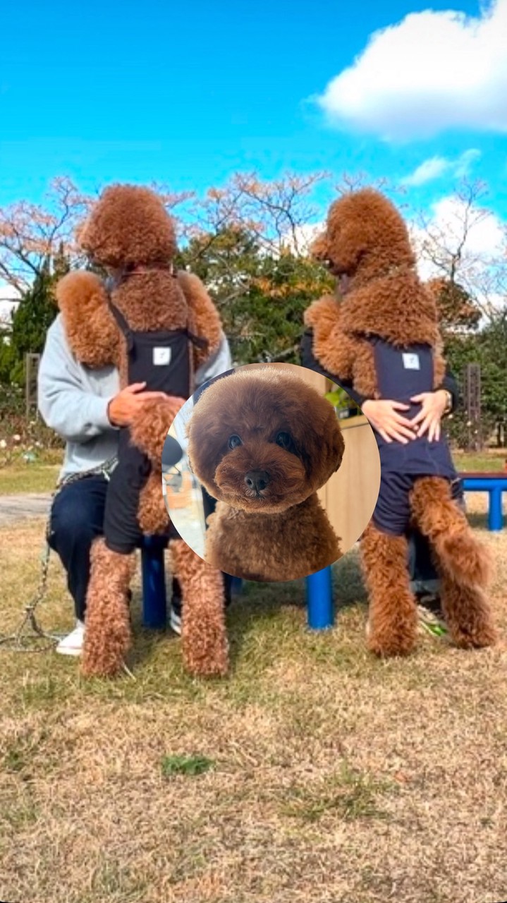 ⭐︎もん*BOSS*むっく☆🐒🦁🧸