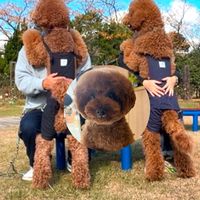 ⭐︎もん*BOSS*むっく☆🐒🦁🧸