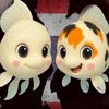 CJ Balloon (molly fish) Breeder TH.