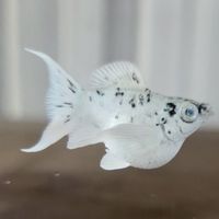 Molly魚球場(茉莉魚)