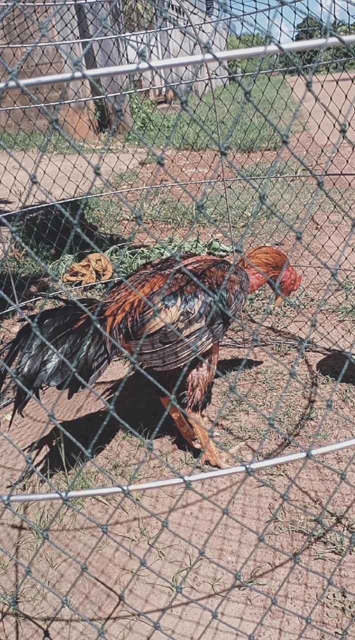 FC.ซุ้มตระกูล ออ 🐓❤️