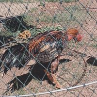 FC.ซุ้มตระกูล ออ 🐓❤️