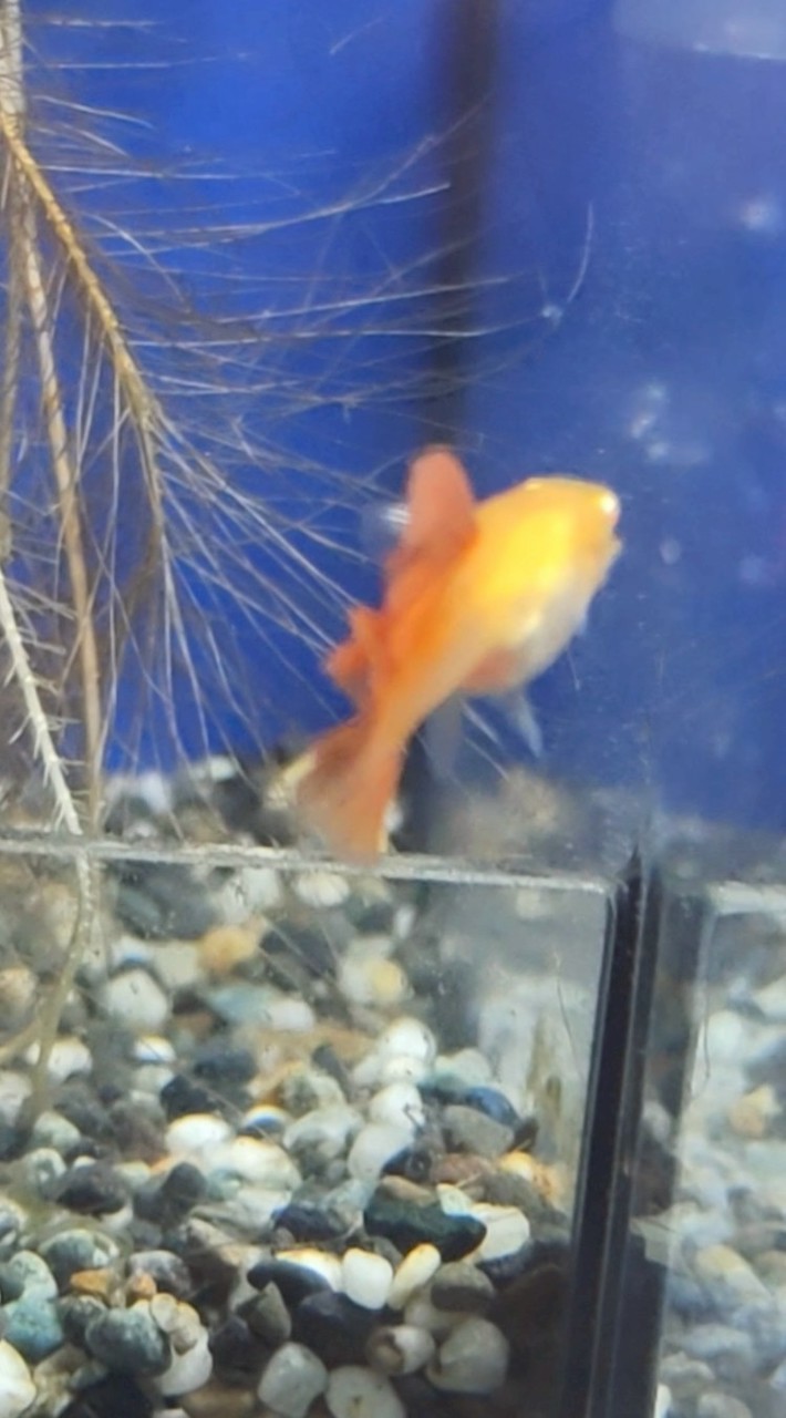 南桃園孔雀魚交流