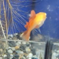南桃園孔雀魚交流