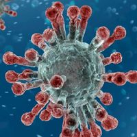 Corana Virus