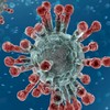 Corana Virus