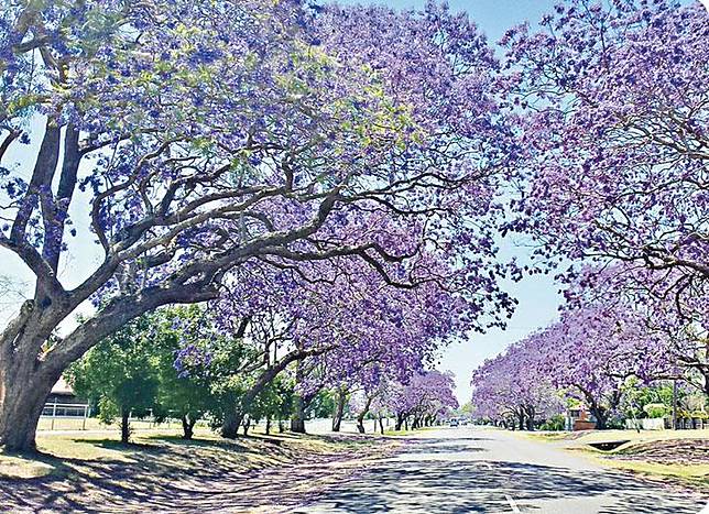 藍花楹紫色隧道考生繞路 明報 Line Today