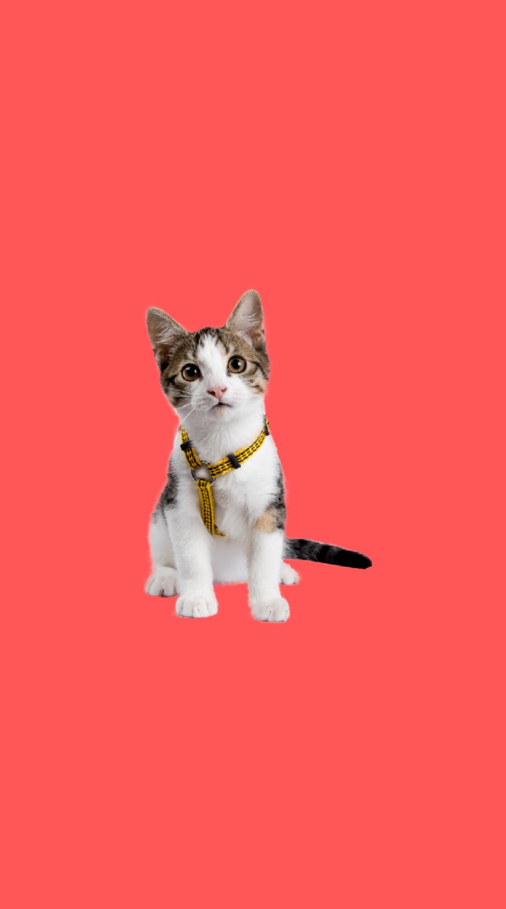🐈ซื้อ ขาย อุปกรณ์ อาหาร น้องแมว