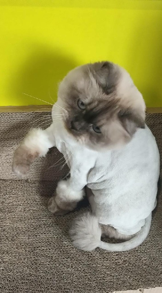 貓咪俱樂部