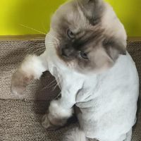 貓咪俱樂部