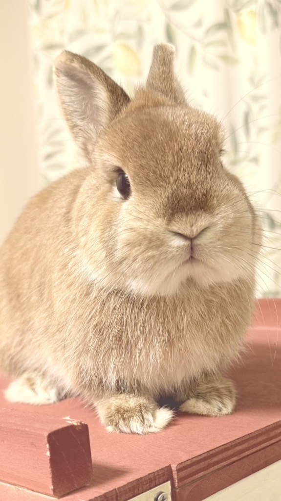 うさぎ好きの部屋🐰うさぎ情報大学
