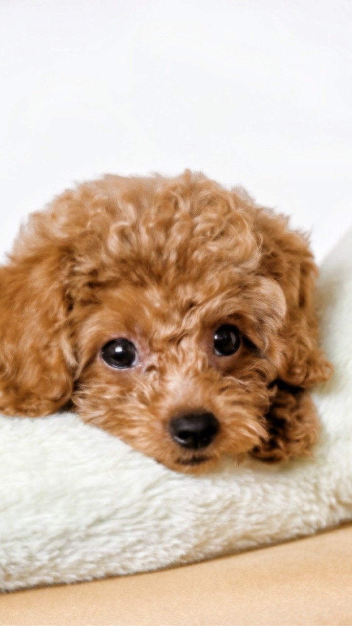 🐶狗狗交流分享區💗