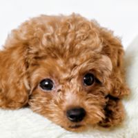 🐶狗狗交流分享區💗