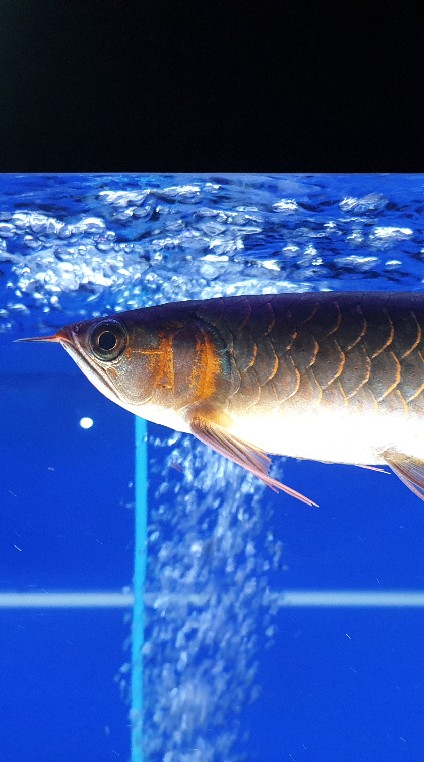 AROWANA