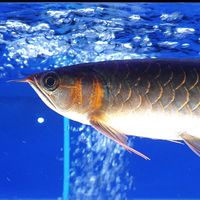 AROWANA