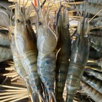 กุ้งเสียบไม้ราคาส่ง