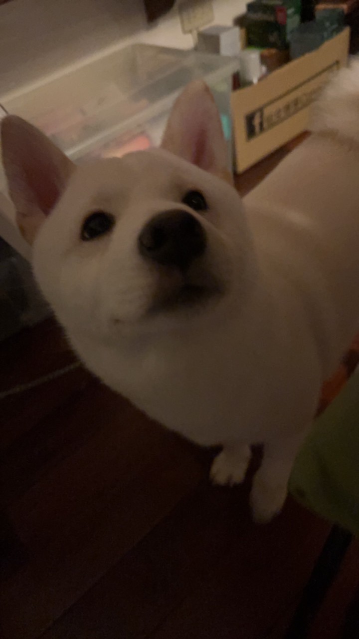 （貓）（狗）飼料、尿布